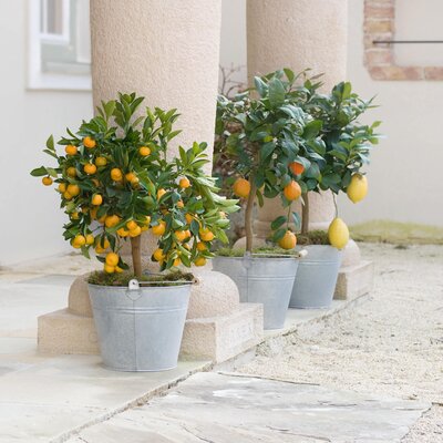 Citrus mitis top